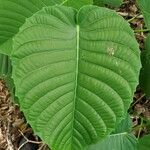 Hura crepitans Leaf