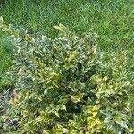 Sarcococca hookeriana Staniste