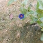 Lysimachia foemina Květ