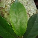 Leptaulus daphnoides 叶