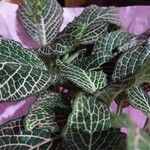 Fittonia albivenisLeaf