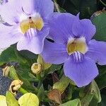 Thunbergia grandiflora 花