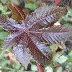 Ricinus communisList