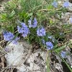 Veronica prostrata 花