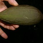 Amphitecna gentryi Corteza