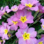 Primula vulgaris Цвят