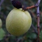 Prunus brigantina Fruit