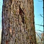 Larix decidua Bark