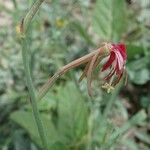 Oenothera suffrutescens പുഷ്പം