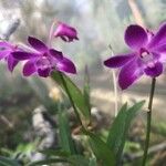 Dendrobium kingianum Цветок