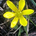 Gagea nevadensis Квітка