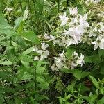 Campanula lactiflora आदत