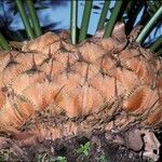 Cycas siamensis 樹皮