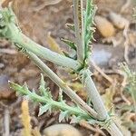 Launaea mucronata Bark