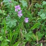 Malva setigeraFloare