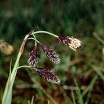 Carex atrofusca Fruit