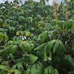 Aesculus parviflora Hábito