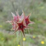 Trifolium stellatum Fruit