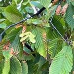 Acer carpinifolium Fruit