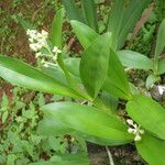 Polystachya odorata Blatt