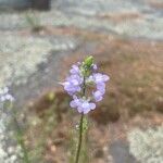 Nuttallanthus canadensis Blüte