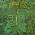 Mimosa pigra Levél