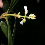 Conostegia lasiopoda फूल