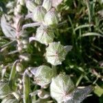 Nonea vesicaria Flor