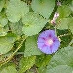 Ipomoea purpureaFlor