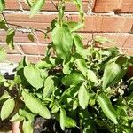 Solanum laxum Leaf