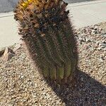 Ferocactus wislizeni Flower