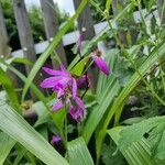 Bletilla striata 花