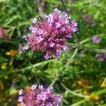 Verbena bonariensisFlower