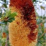 Banksia praemorsa Blüte