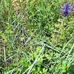 Muscari matritense Flower