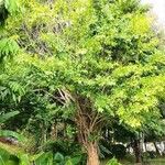 Ficus tinctoria Habitat
