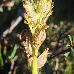 Pedicularis oederi Цвят