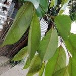 Trilepisium madagascariense Jani