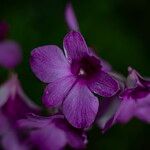 Dendrobium bigibbum Flower