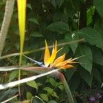 Strelitzia reginae 花