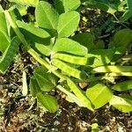 Vicia narbonensis Folla