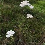 Achillea nobilis Хабит