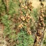 Artemisia chamaemelifolia फूल