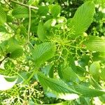 Viburnum sieboldii Levél