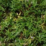 Saxifraga fragilis অভ্যাস
