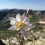 Aquilegia pubescens ফুল