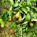 Pyrus communis Vivejo