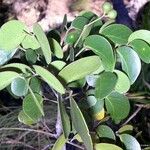 Zanthoxylum pancheri Vivejo