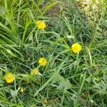 Taraxacum campylodes花