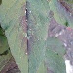 Amaranthus spinosus Leaf